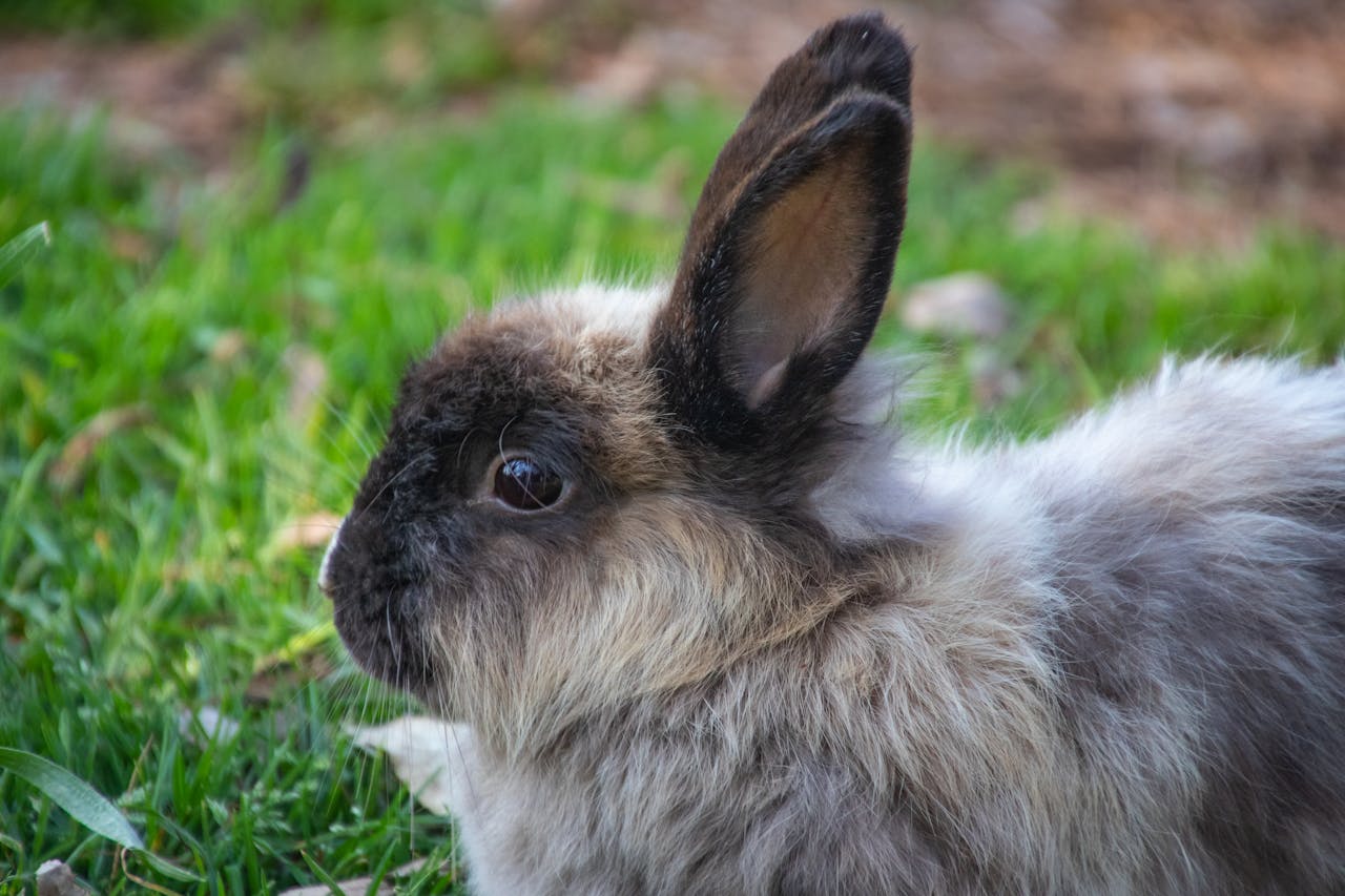 Adorable close-up of a fluffy rabbit outdoors on green grass. Perfect for spring themes.