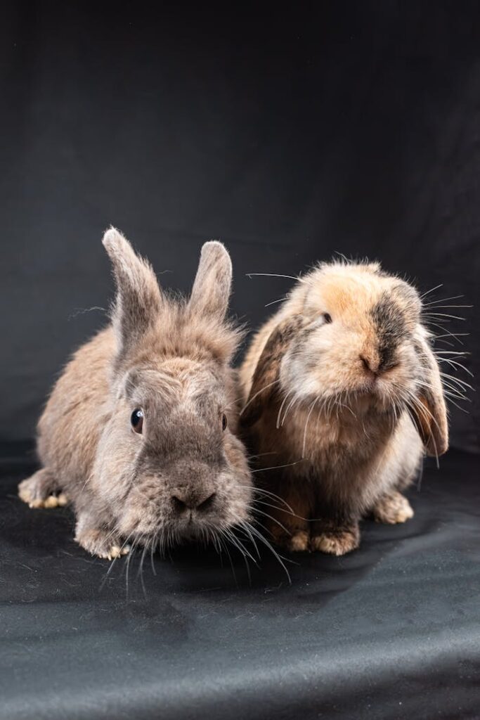 A close-up of two adorable fluffy rabbits sitting on a dark backdrop, showcasing their furry features.