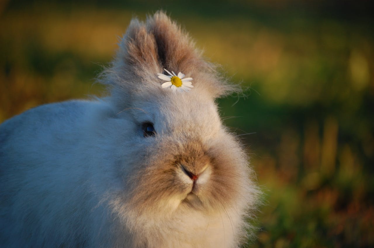 Close-up of a fluffy rabbit with a daisy on its head, in an outdoor setting.