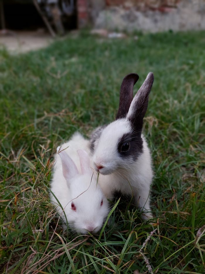 Two cute rabbits resting on grass outdoors, showcasing animal charm in nature.